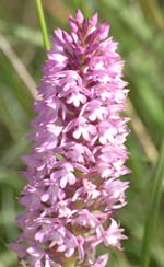 Anacamptis Pyramidalis